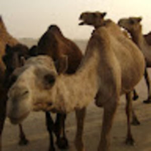 Meet your Posher, Jewel